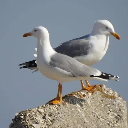 Sunrise Appartement *